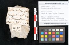 Foto (Objekt + Etikett) von Sphaeria polymorpha Ettingshausen (NHMW-GEO-2024-0188-6712)